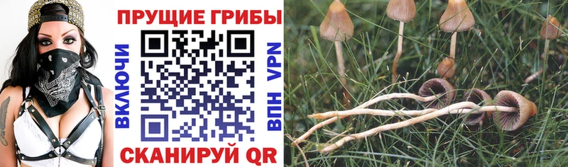Галлюциногенные грибы прущие грибы  Шарья 